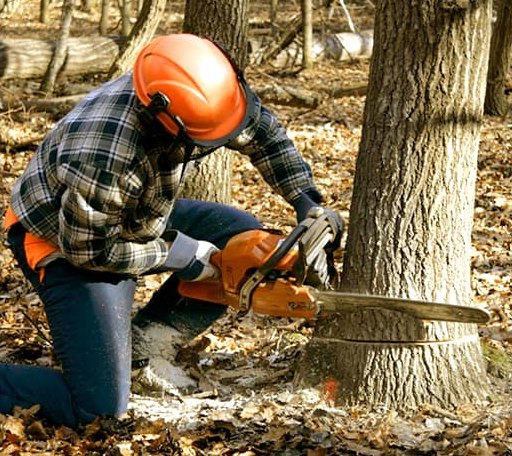 Tree Removal in Brooksville, ME